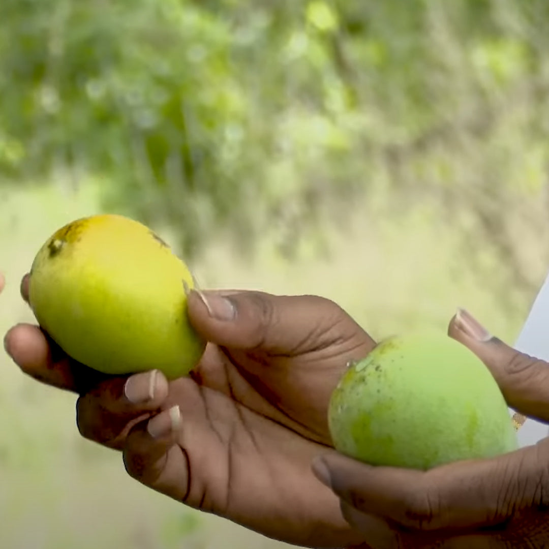 Panduri Mango - Grafted from original tree