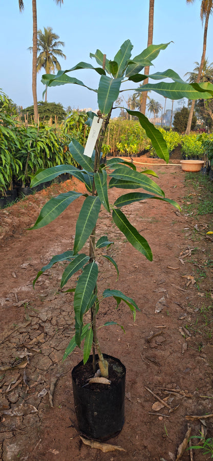 Sindhu Mango